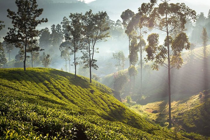 Tea Plantations